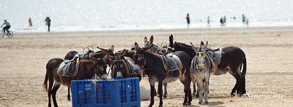 Weston donkeys